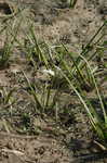 Grass-leaf arrowhead